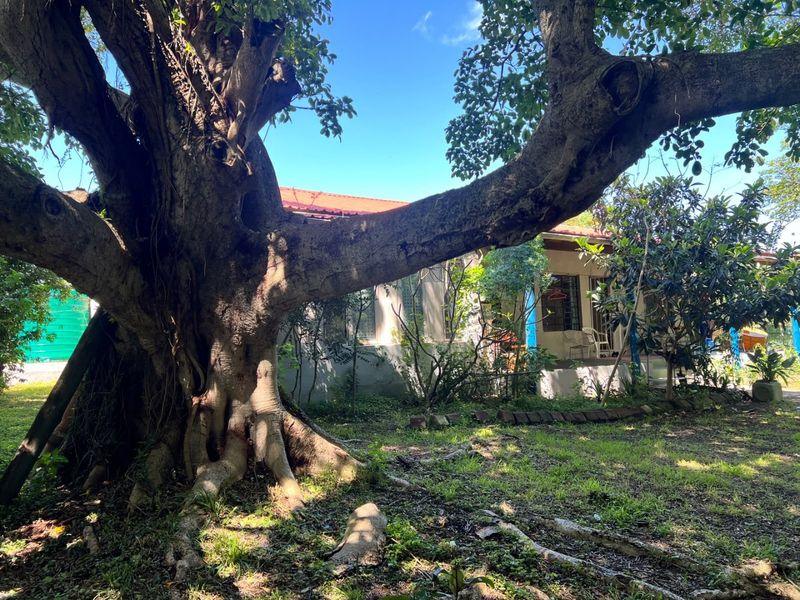 A view of the rear garden featuring a large mature tree and a covered patio area attached to the main dwelling.