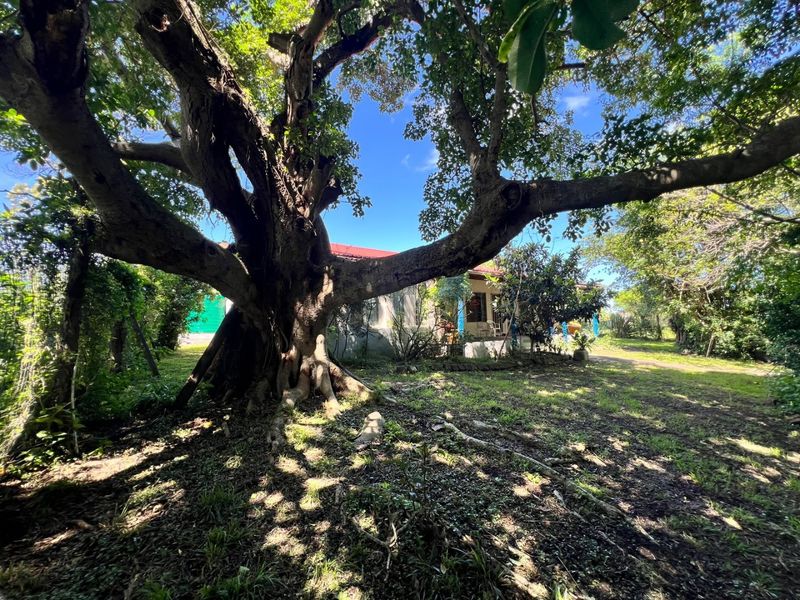 A spacious garden area featuring a large, mature tree providing shade and a view of the farmhouse exterior in the background.