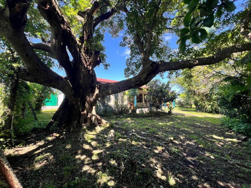 A spacious garden area featuring a large, mature tree providing shade over the lawn, with a glimpse of the property structure in the background.