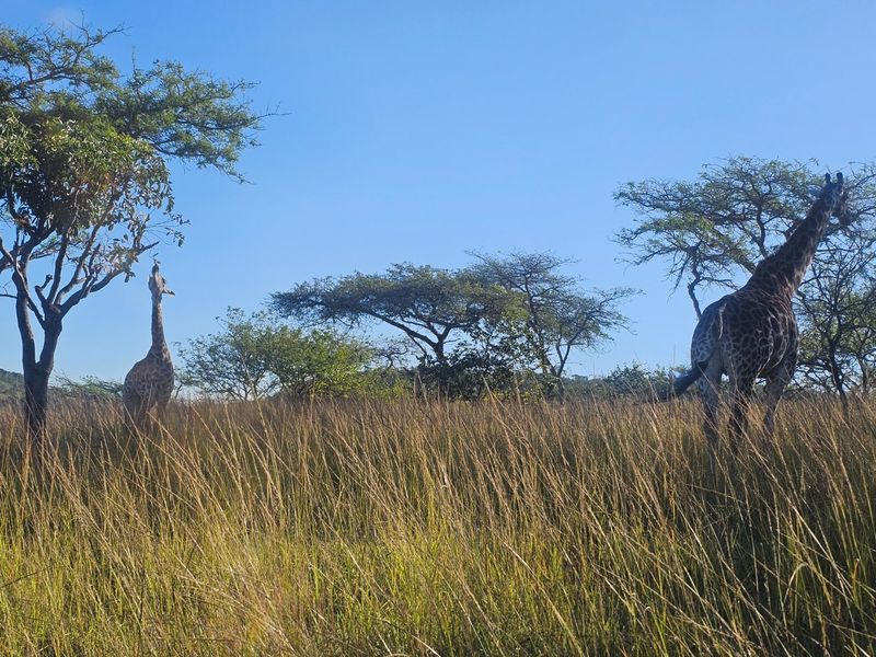 Large Stand in Wild Fig Country Estate  - Photo 8