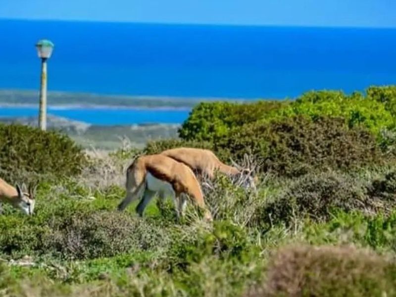 Beautiful 751 m2 stand in the sought-after Hoogland Estate in Saldanha Bay - Photo 7