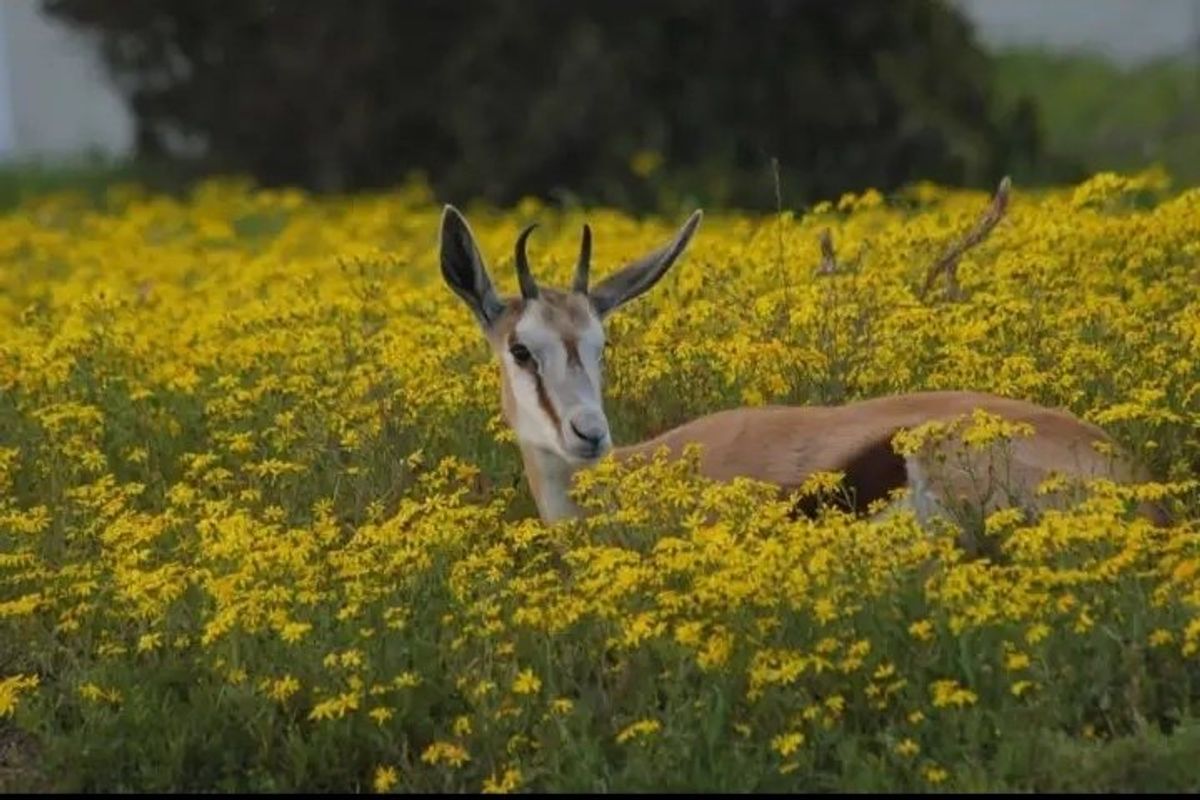 A photograph of a springbok resting in a field of yellow flowers, showing no identifiable property features or architectural elements.