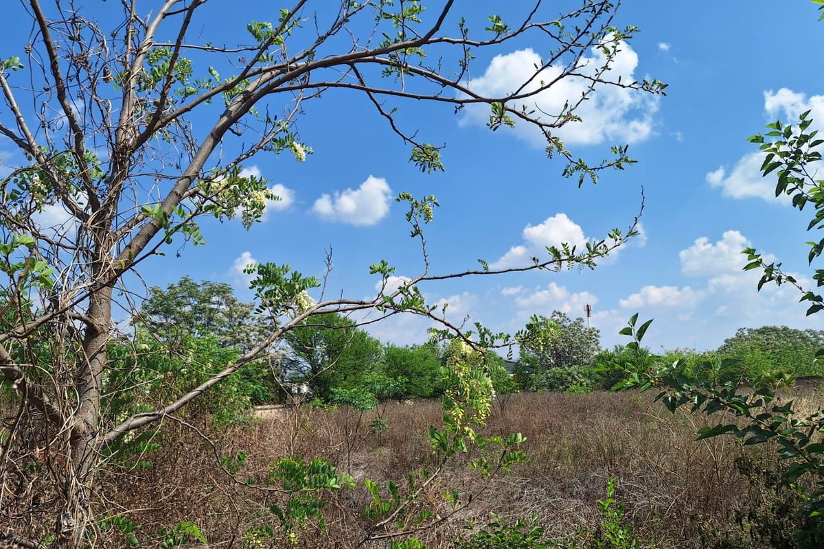 An open, undeveloped plot of land featuring natural vegetation and mature trees under a clear blue sky.