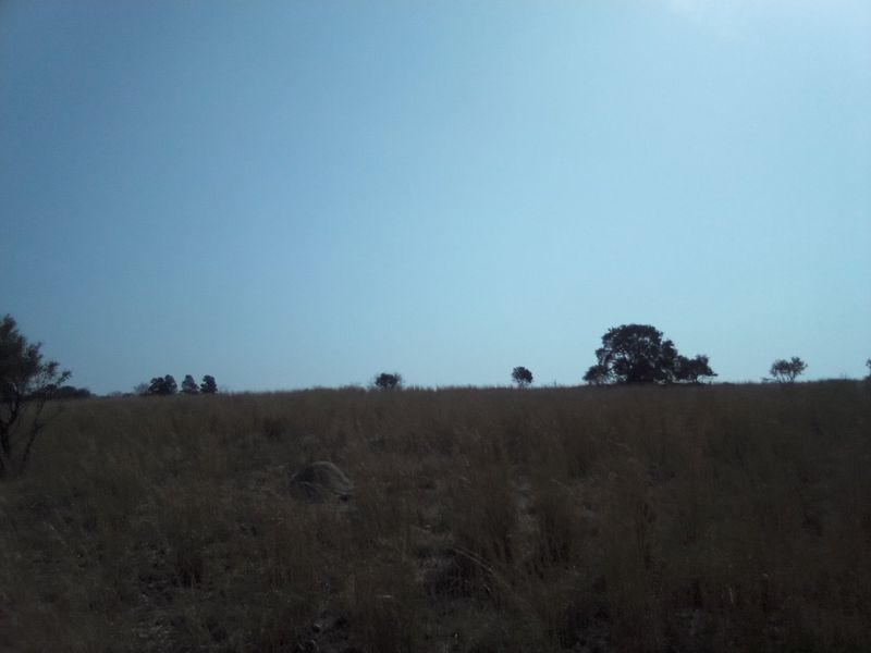 A view of a vacant residential plot featuring natural grass and scattered mature trees under a clear sky.