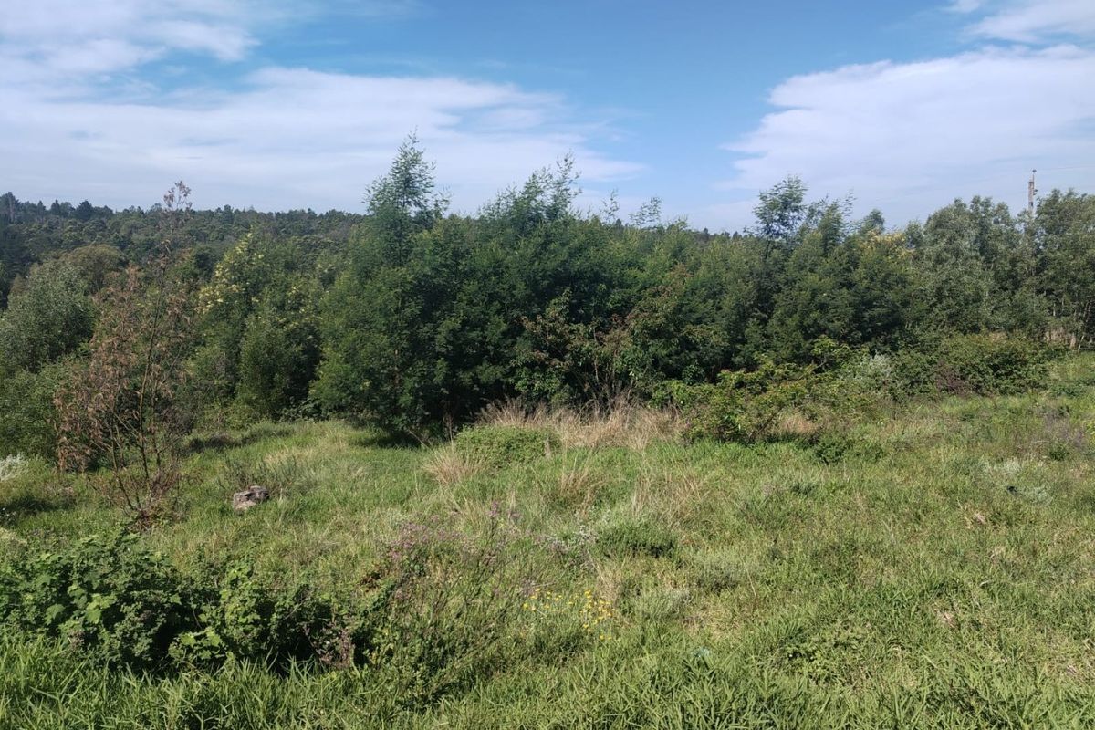 A view of a vacant residential plot featuring natural grassland and established trees, offering a peaceful and private setting for future development.