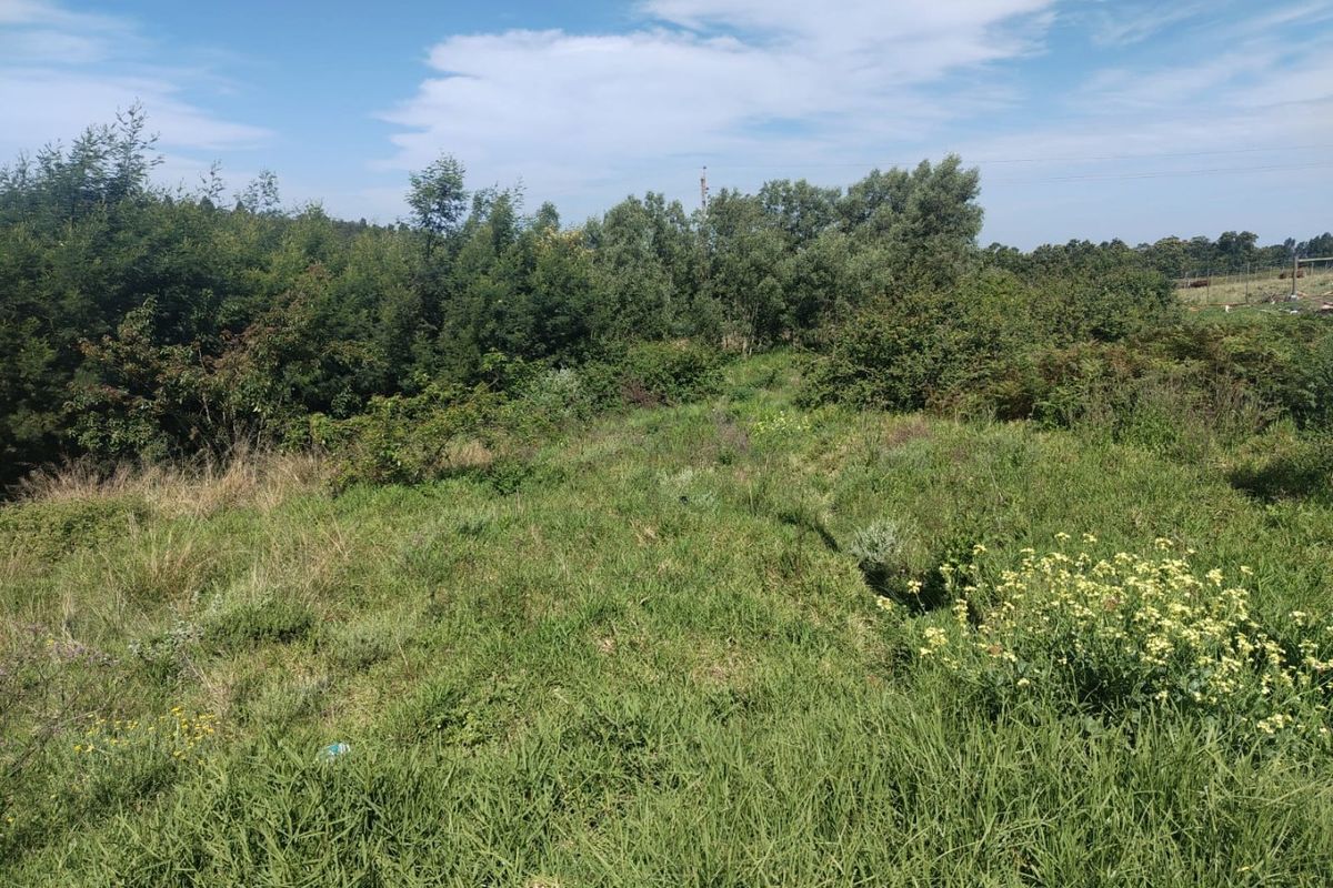 A view of an undeveloped residential plot featuring natural grassland and mature trees.