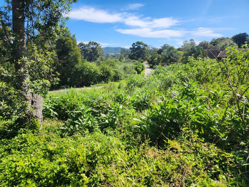 A view of a densely vegetated residential plot featuring mature trees and natural landscaping.