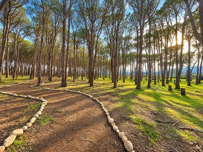 A scenic, wooded garden area featuring a stone-lined pathway winding through a grove of mature pine trees.