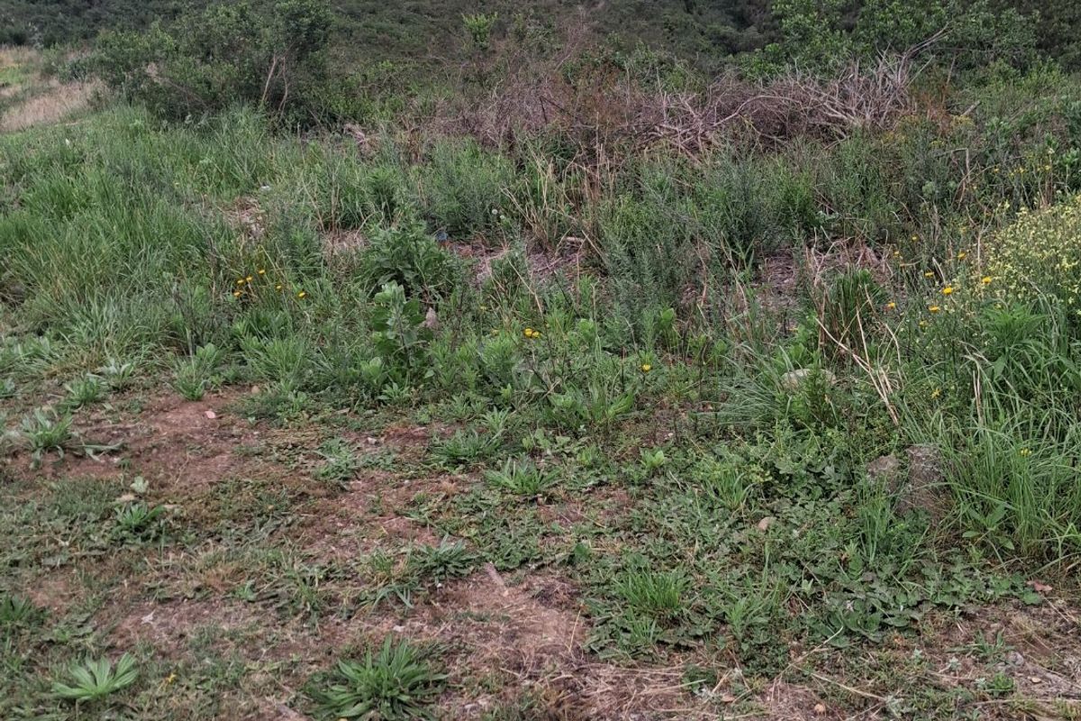 A view of the sloping vacant land with surrounding natural vegetation and distant residential properties.