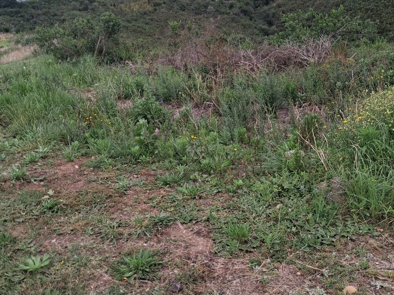 A view of the sloping vacant land with surrounding natural vegetation and distant residential properties.