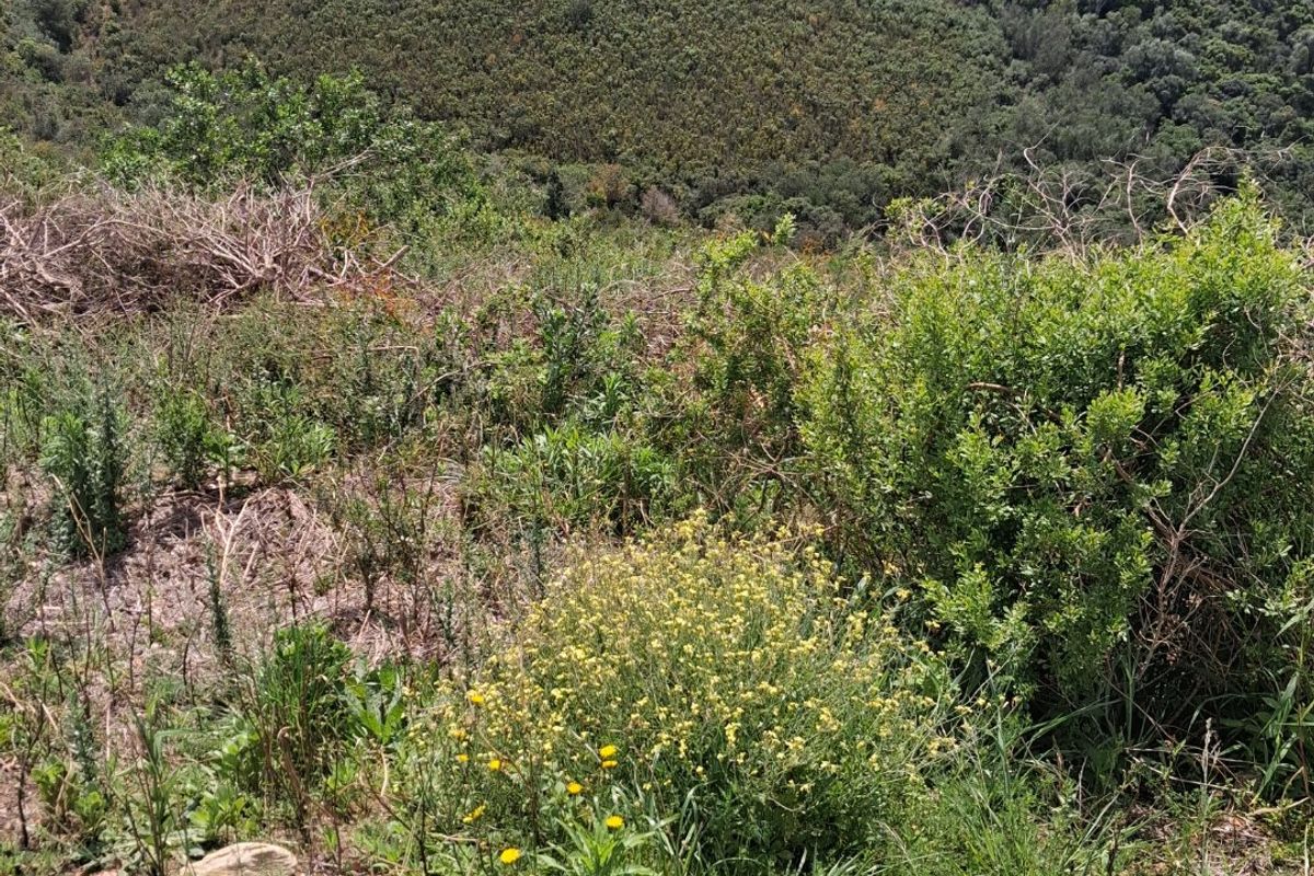 A scenic view overlooking the surrounding hilly landscape and natural vegetation, showcasing the expansive terrain of the vacant residential land.