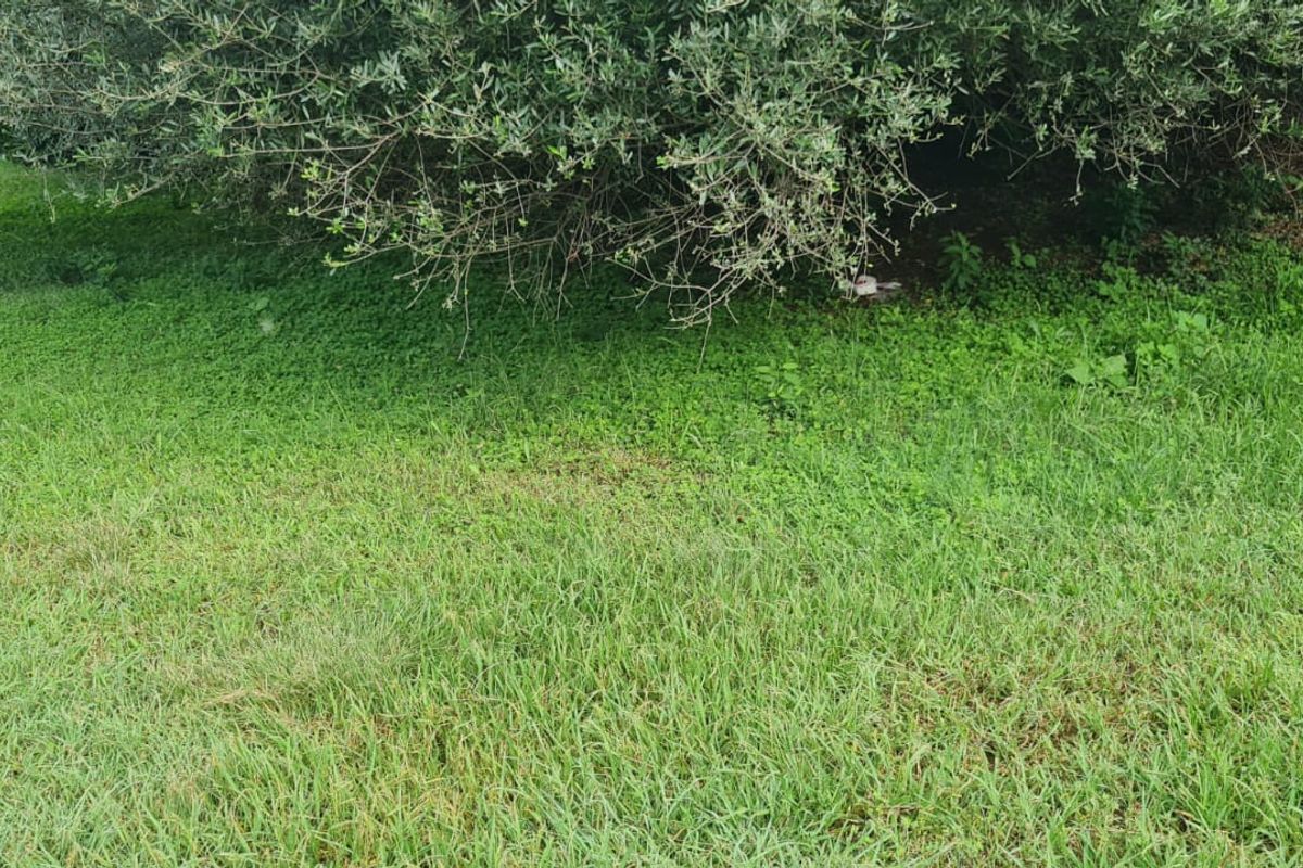 A view of a grassy garden area featuring a large, mature tree providing shade over the lawn.