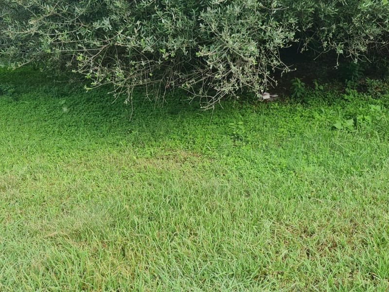 A view of a grassy garden area featuring a large, mature tree providing shade over the lawn.