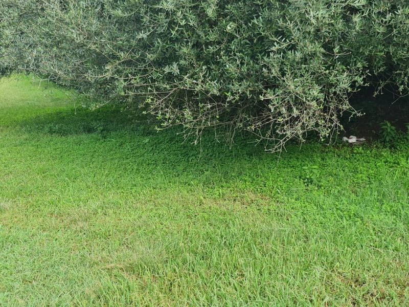 A view of a residential garden area featuring a large mature tree and established lawn.