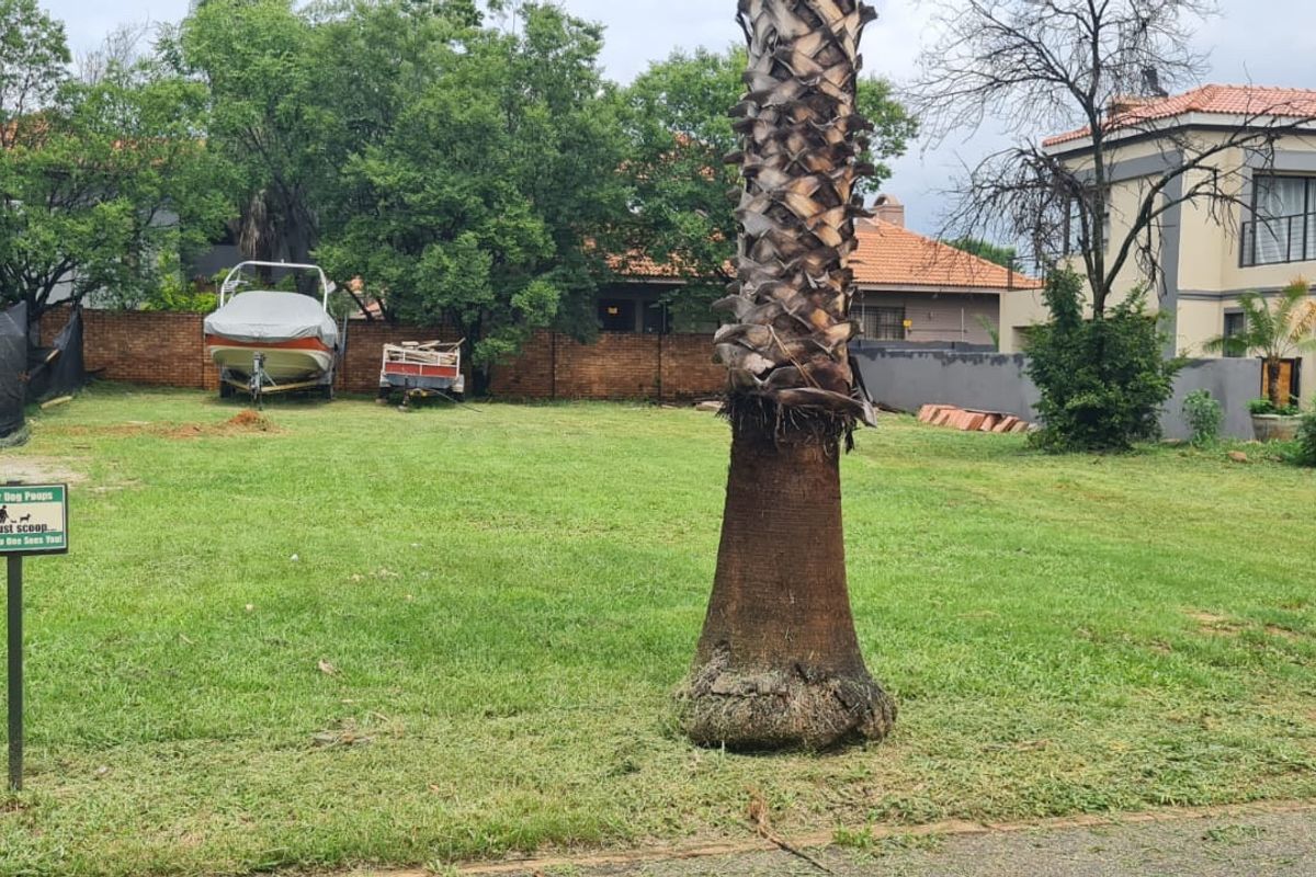 A spacious residential plot featuring a well-maintained lawn, a mature palm tree, and established brick boundary walls.