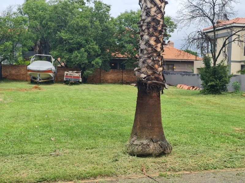 A spacious residential plot featuring a well-maintained lawn, a mature palm tree, and established brick boundary walls.