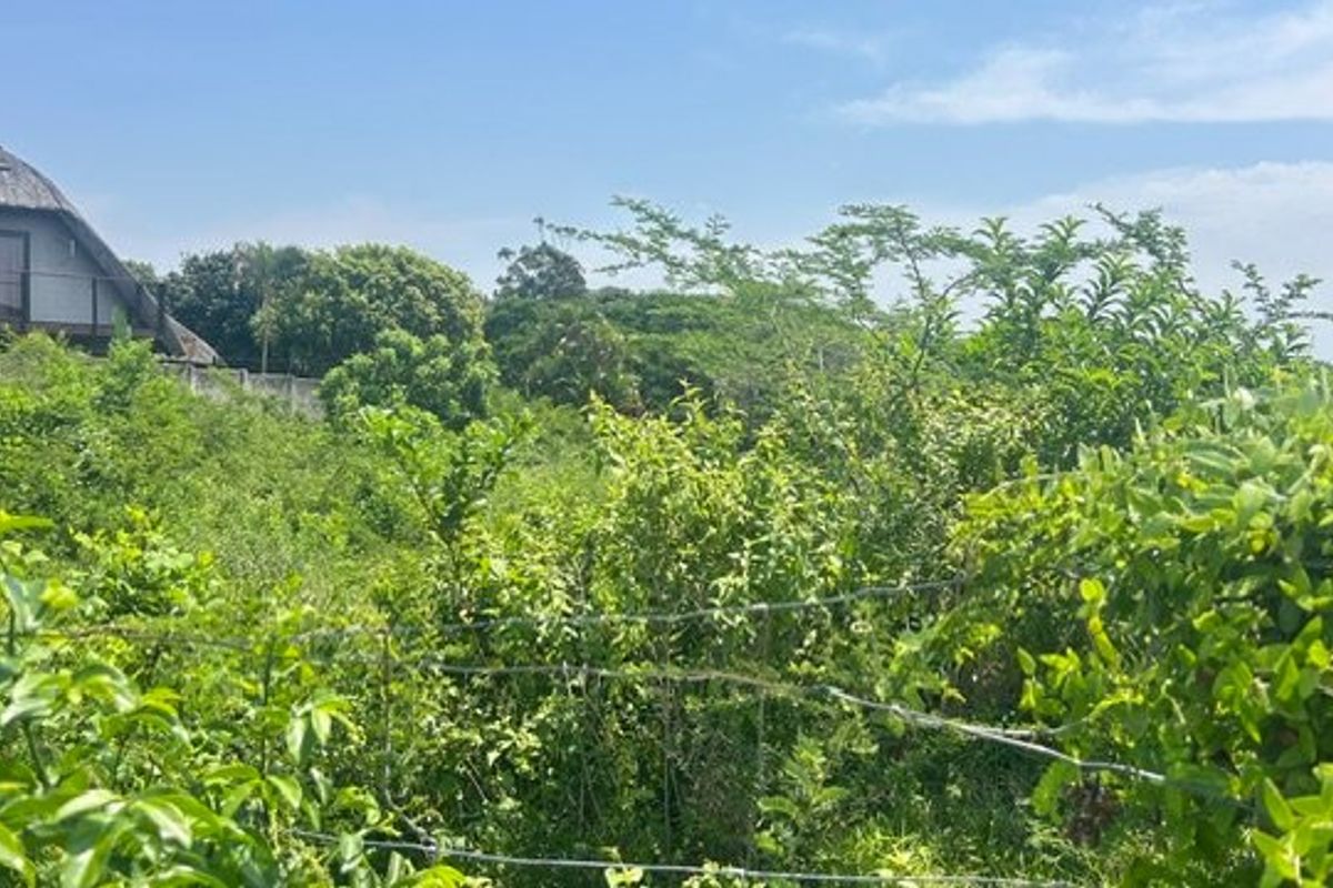 An overgrown garden area featuring a wire fence boundary with a distant view of a thatched roof structure.