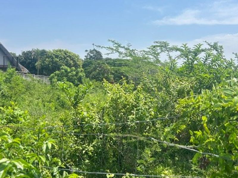 An overgrown garden area featuring a wire fence boundary with a distant view of a thatched roof structure.