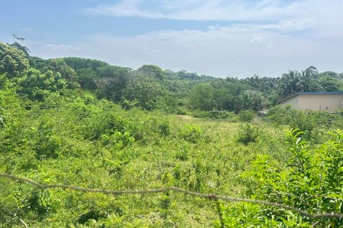 An undeveloped plot of land featuring dense natural vegetation and a perimeter barbed wire fence.