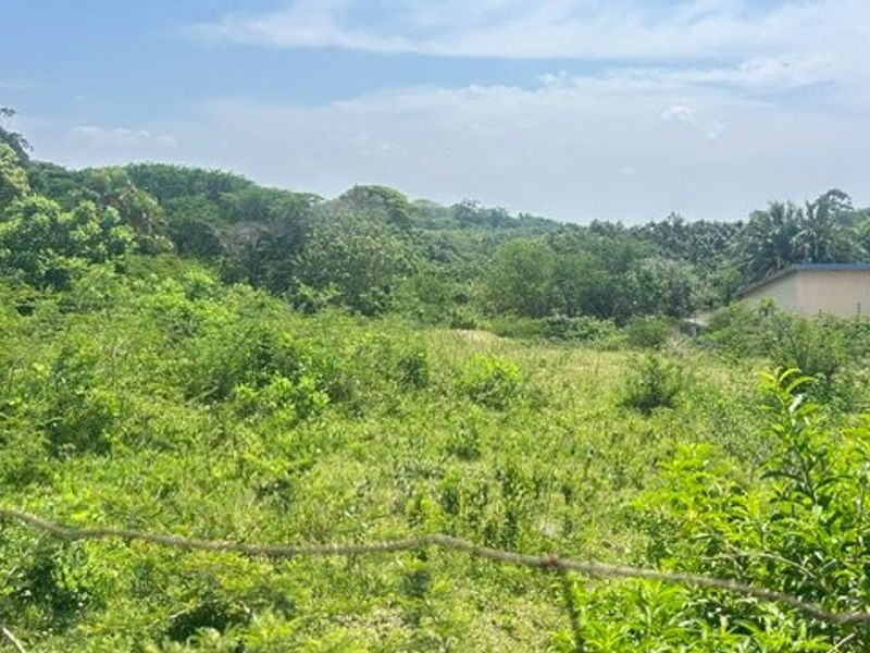 An undeveloped plot of land featuring dense natural vegetation and a perimeter barbed wire fence.