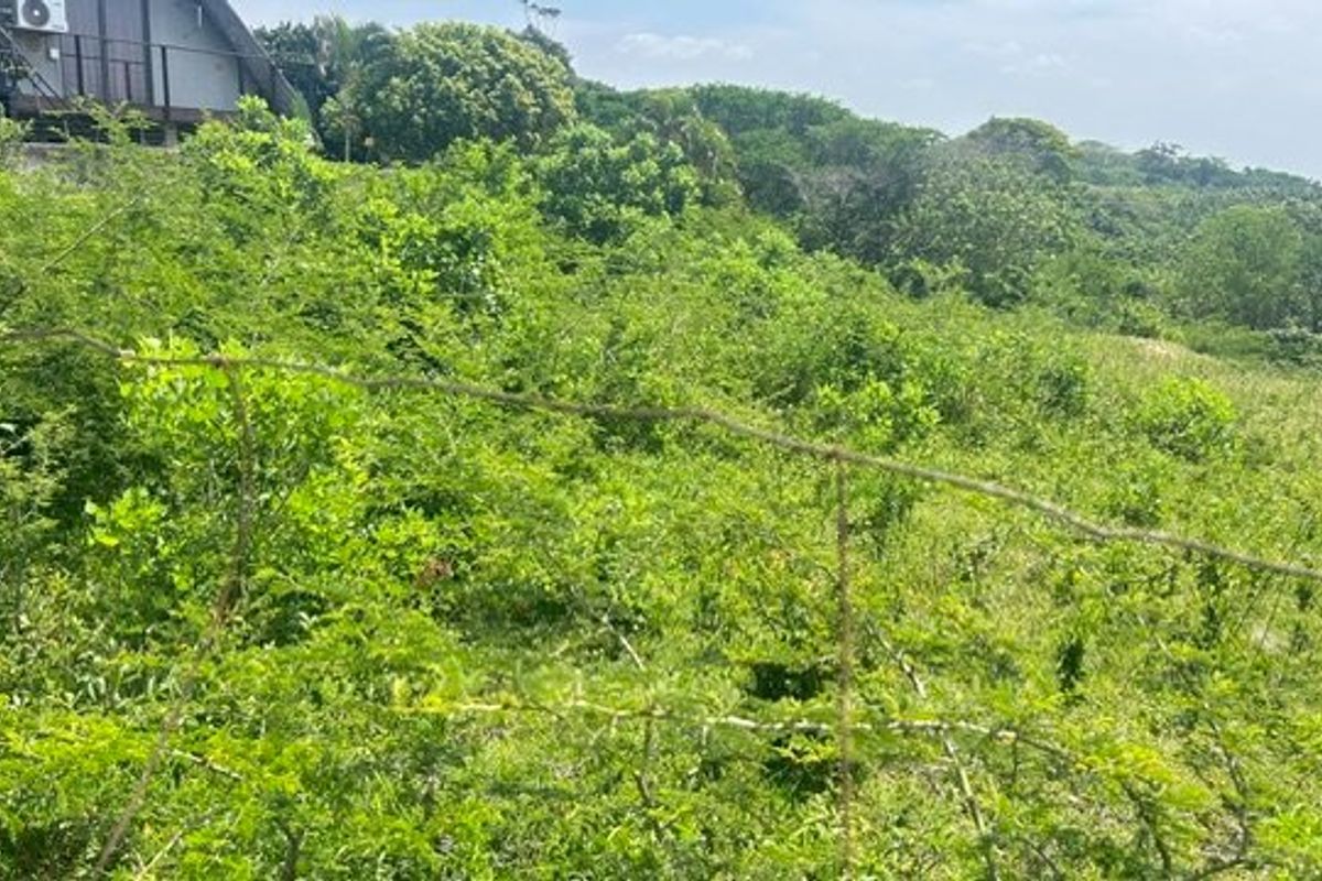 A view of an undeveloped, overgrown plot of land with a wire fence in the foreground and dense vegetation.