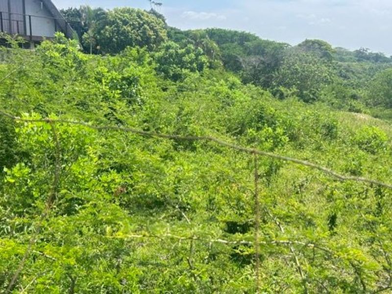 A view of an undeveloped, overgrown plot of land with a wire fence in the foreground and dense vegetation.