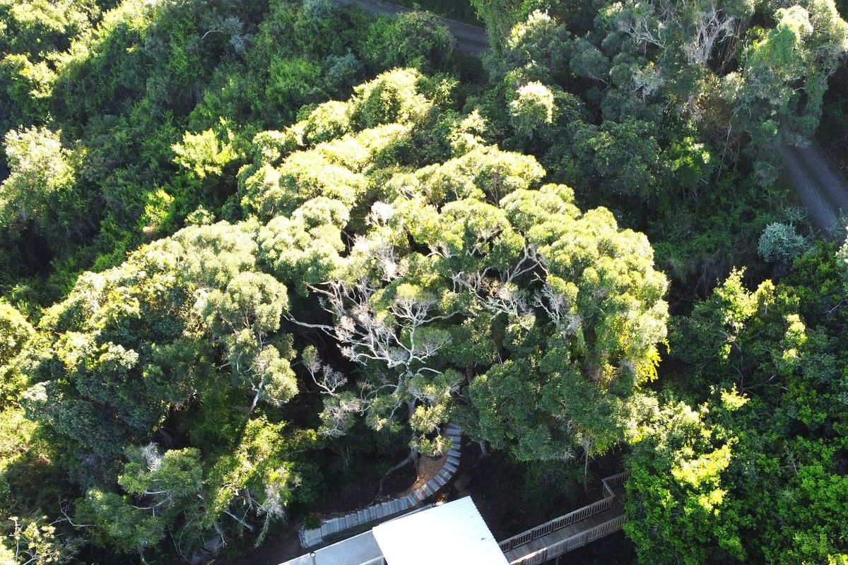 An aerial view of a residential property lot featuring dense mature vegetation, a paved walkway, and partial views of existing roof structures.