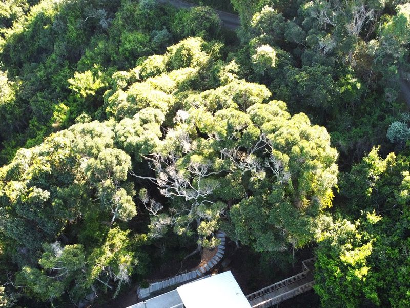 An aerial view of a residential property lot featuring dense mature vegetation, a paved walkway, and partial views of existing roof structures.