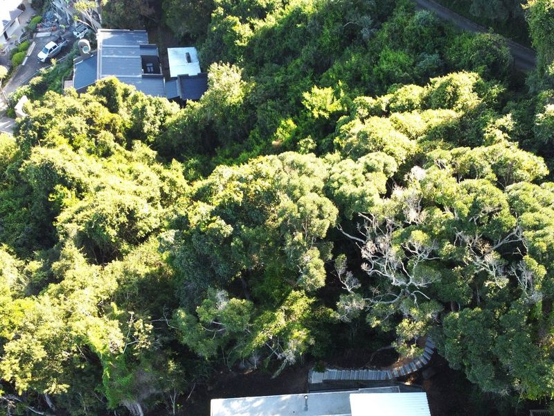 An aerial view of a residential plot featuring dense mature vegetation, established trees, and a paved pathway leading through the landscape.