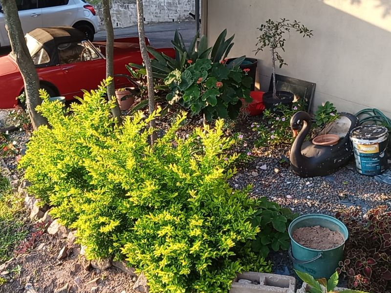 A small garden area featuring gravel landscaping and established shrubs situated against a boundary wall.