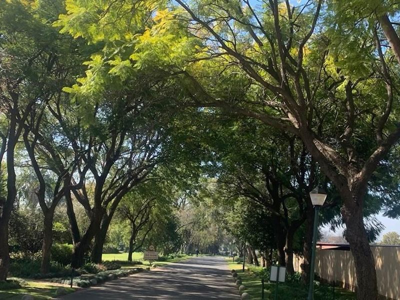 A tree-lined street view showing the approach to the property with mature trees, paved road, and boundary wall.