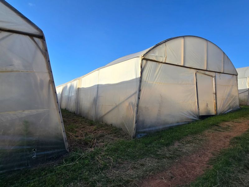 A series of agricultural poly-tunnel greenhouses with metal framing and plastic coverings situated on the farm property.