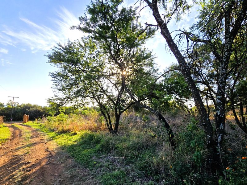 A scenic view of a dirt farm track winding through mature trees and natural vegetation on the property.