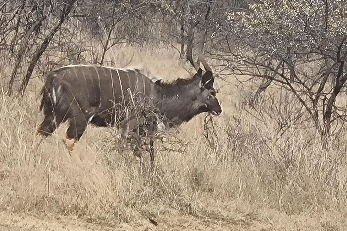 A photograph of wildlife in a natural bushveld setting, not depicting any residential property infrastructure or features.