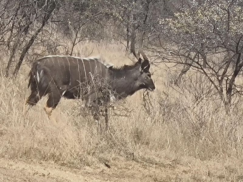 A photograph of wildlife in a natural bushveld setting, not depicting any residential property infrastructure or features.
