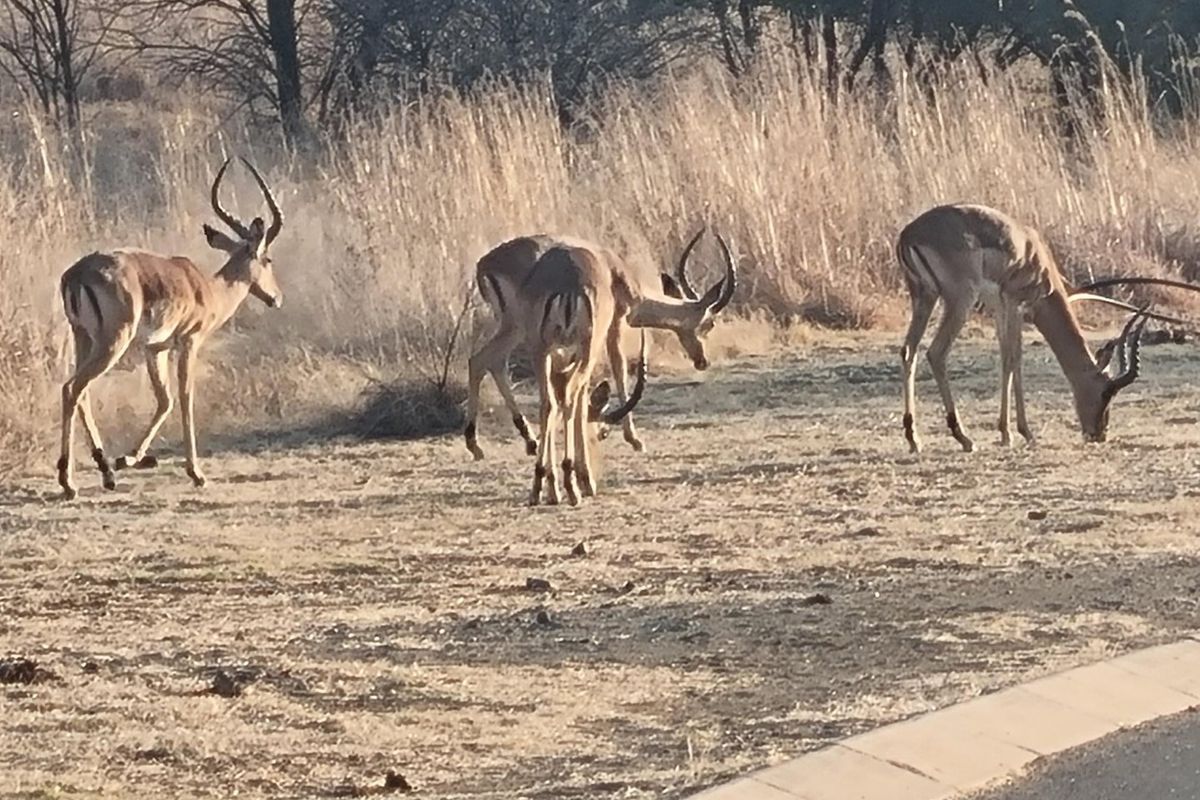 A view of the natural landscape and wildlife on the vacant residential property.