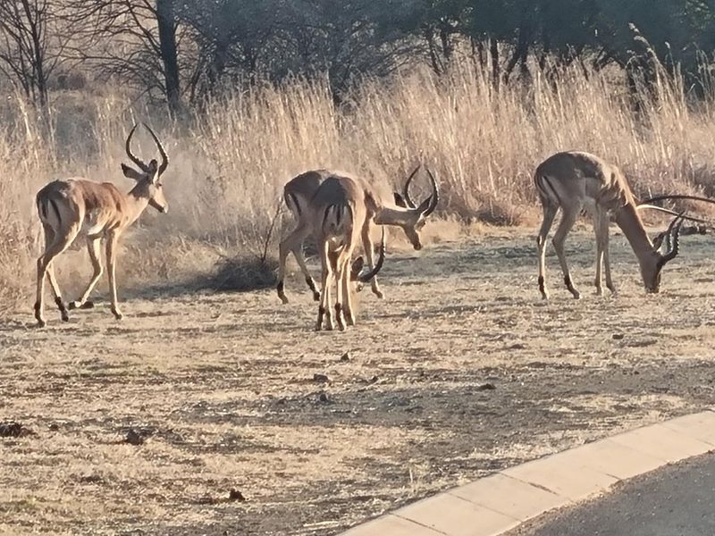 A view of the natural landscape and wildlife on the vacant residential property.