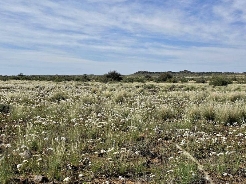 A scenic view of the expansive, natural veld landscape featuring indigenous grasses and wildflowers under a clear blue sky.