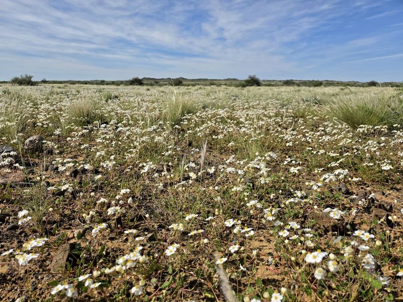 A scenic view of the expansive farm landscape featuring natural vegetation and blooming wildflowers under a clear blue sky.