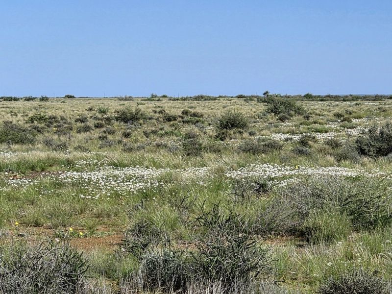 A wide-angle view of the expansive, natural veld landscape featuring native grasses and seasonal wildflowers on this farm property.