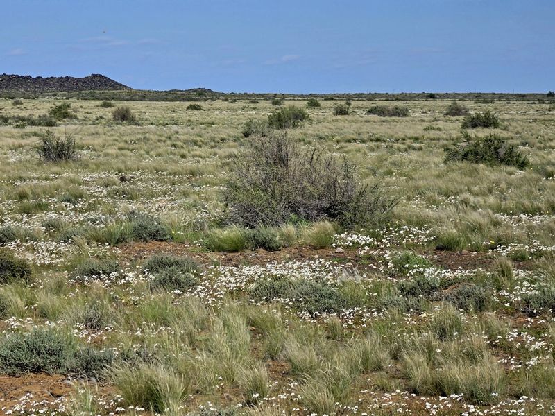 A wide-angle view of the expansive, natural landscape featuring native grasses, shrubs, and seasonal wildflowers across the farm property.