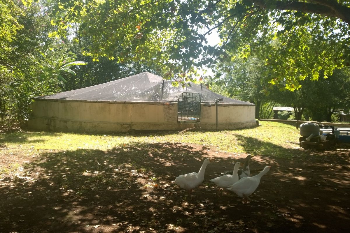 Outdoor circular concrete pool structure featuring a protective safety net and integrated filtration system, situated in a shaded garden setting.