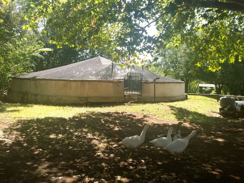 Outdoor circular concrete pool structure featuring a protective safety net and integrated filtration system, situated in a shaded garden setting.