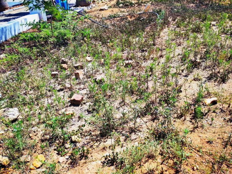 A view of an undeveloped residential plot featuring natural ground cover and exposed irrigation piping.