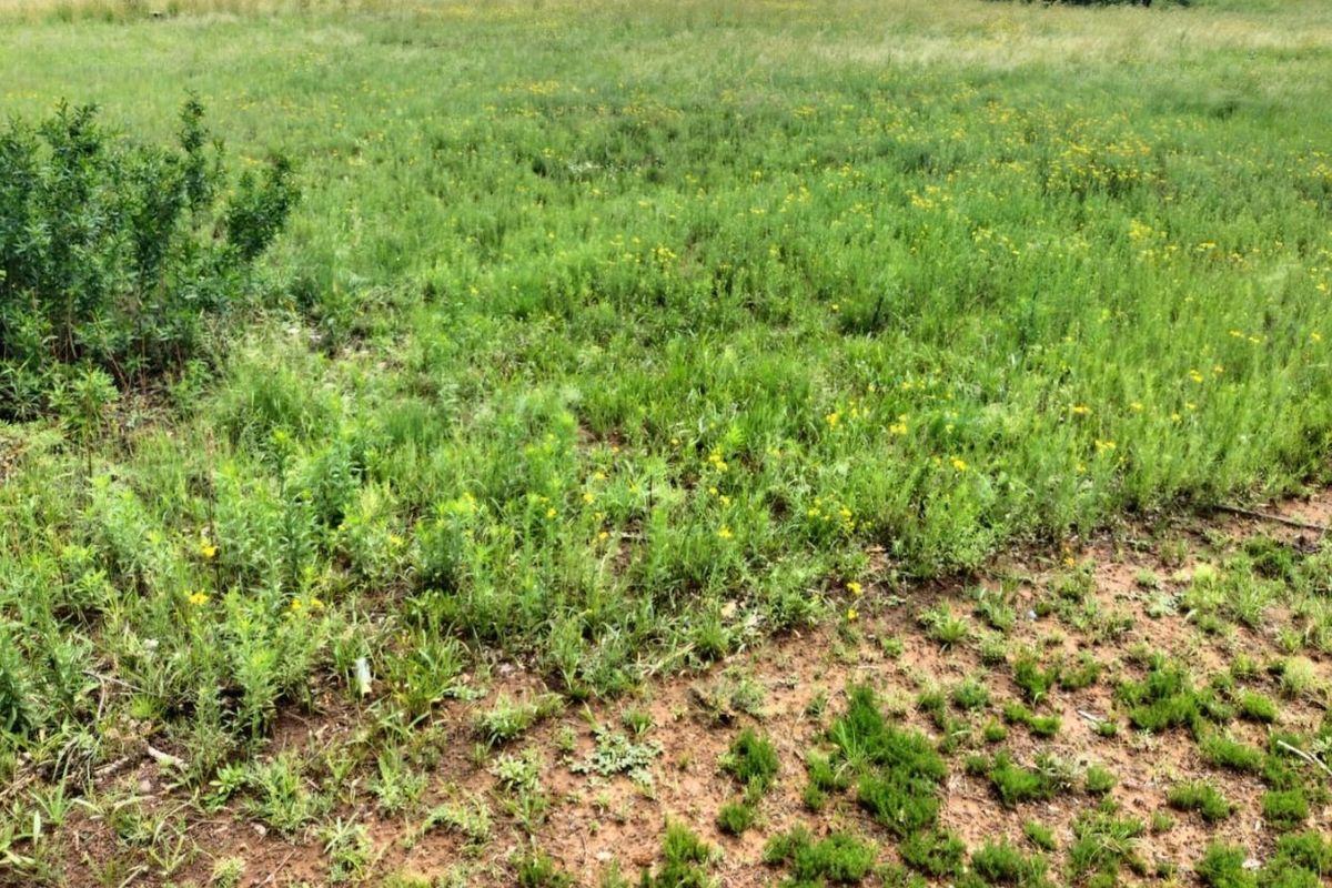 A view of the undeveloped residential land featuring natural grass and vegetation cover.