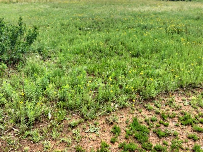 A view of the undeveloped residential land featuring natural grass and vegetation cover.