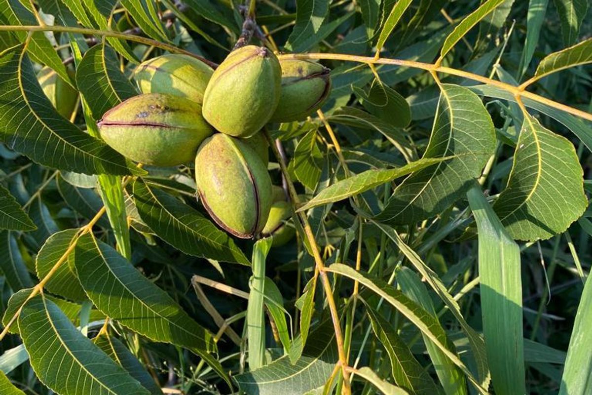 Close-up view of a healthy pecan tree with developing nuts, showcasing the agricultural potential of the farm property.