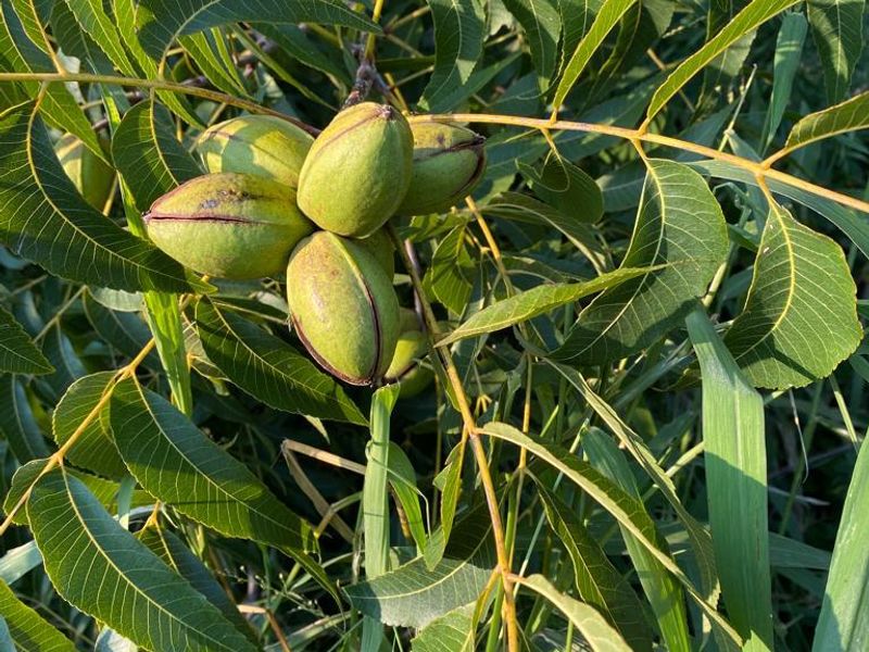 Close-up view of a healthy pecan tree with developing nuts, showcasing the agricultural potential of the farm property.