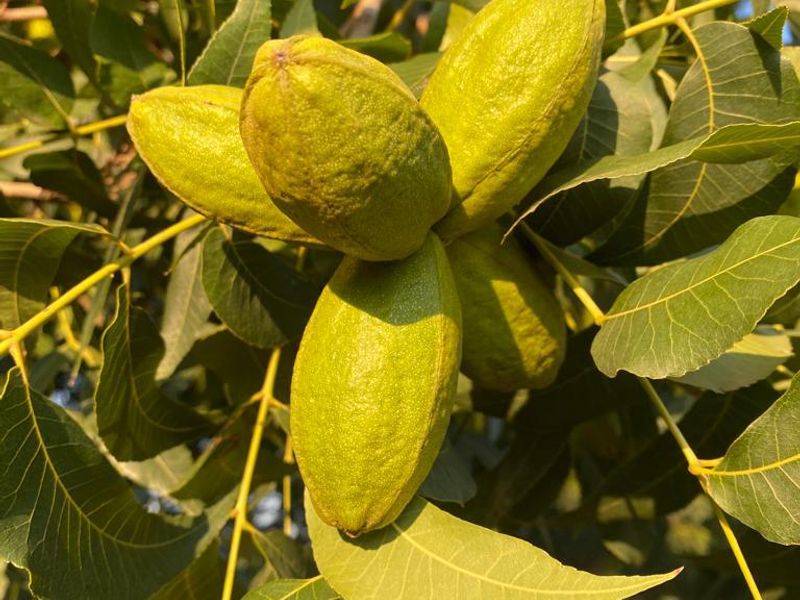 Close-up view of pecan nuts growing on a tree branch within the farm orchard.