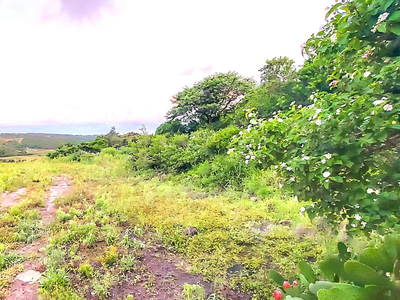 A view of the natural landscape and vegetation on the vacant residential land plot.